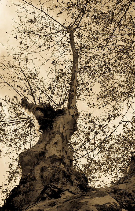 Autumn Sky in Sepia Tones Photograph by AM FineArtPrints