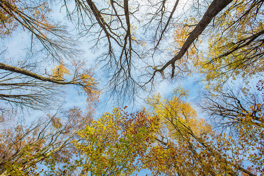 Autumn Sky  Photograph by John McGraw