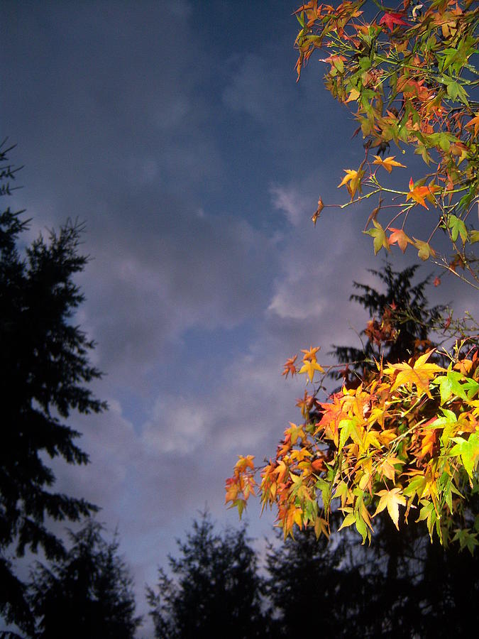 autumn sky autumn sky