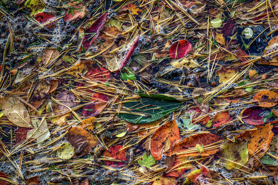 Autumn Slurry Photograph by Steve Gravano
