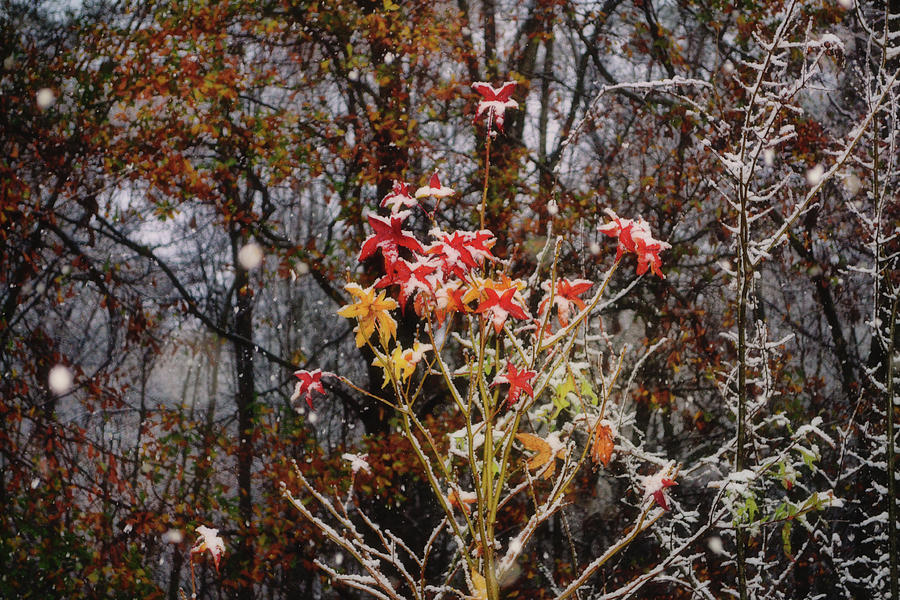 Autumn Snow 002 Photograph by George Bostian