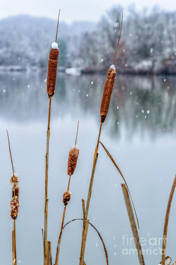 Autumn Snow at the Lake Photograph by Thomas R Fletcher