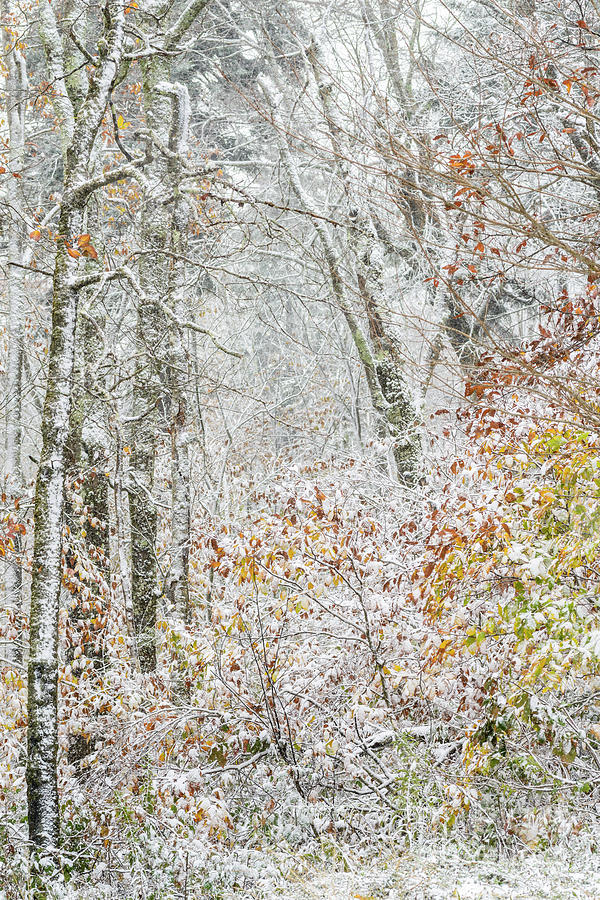 Fall Photograph - Autumn Snow Cranberry Wilderness by Thomas R Fletcher