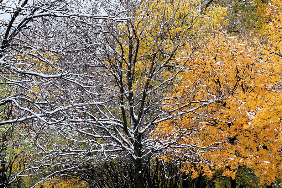 Autumn snow Photograph by Doris Potter