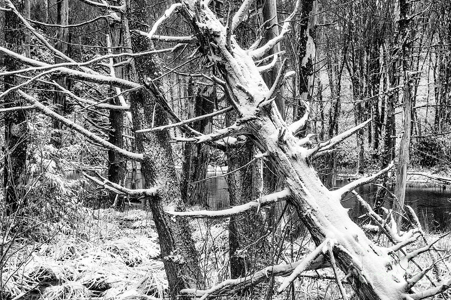 Autumn Snow in Black and White Photograph by Thomas R Fletcher
