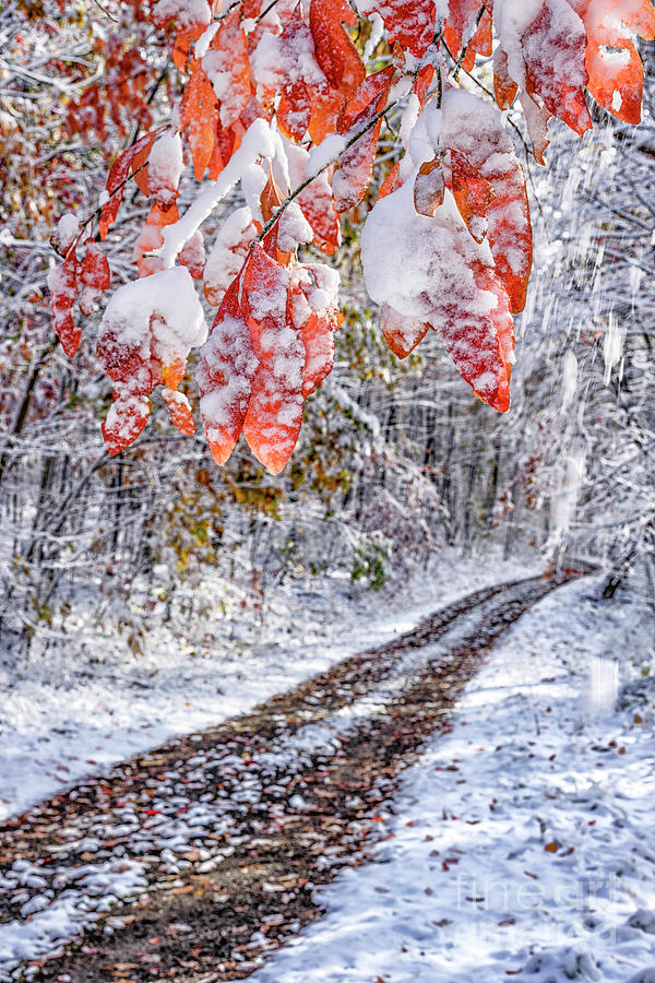 Autumn Snow Red Leaves Photograph by Thomas R Fletcher