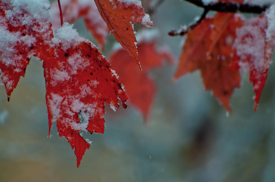 Autumn Snow Photograph by Venura Herath