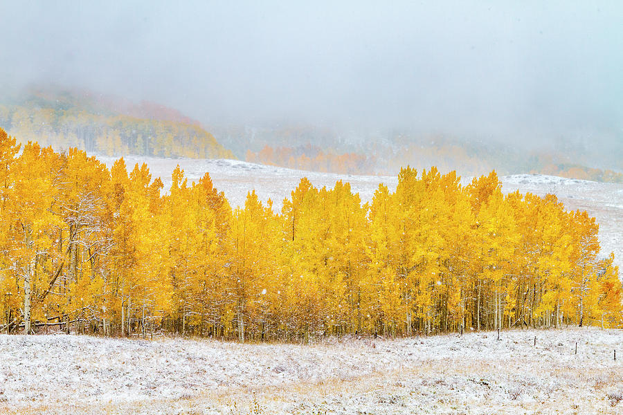 Autumn Snowstorm Photograph by Teri Virbickis