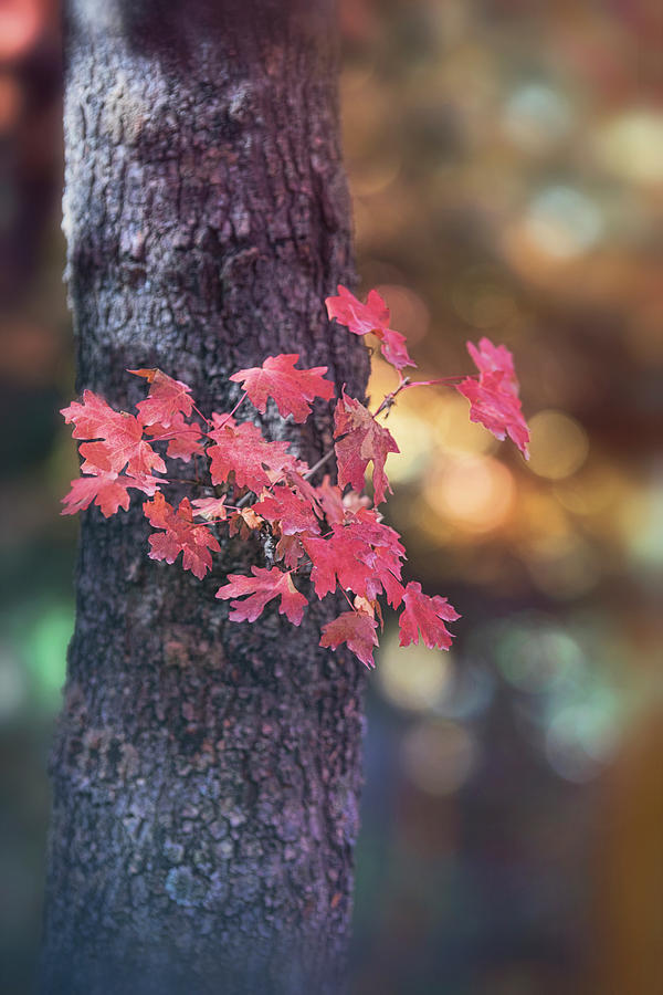 Autumn Softly Calls Me Photograph by Saija Lehtonen