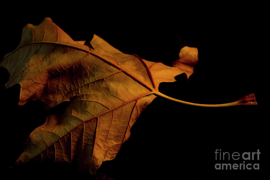 Autumn Solitary Leaf Photograph by Ivete Basso Photography
