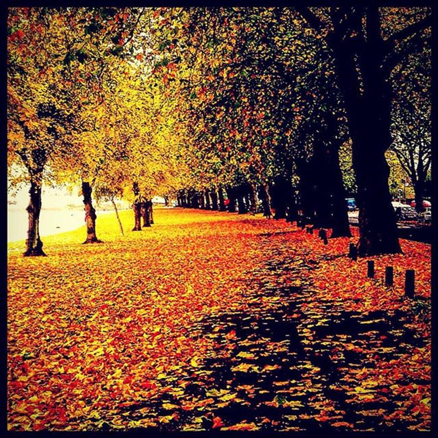 Nature Photograph - Autumn Solitude by Urbane Alien