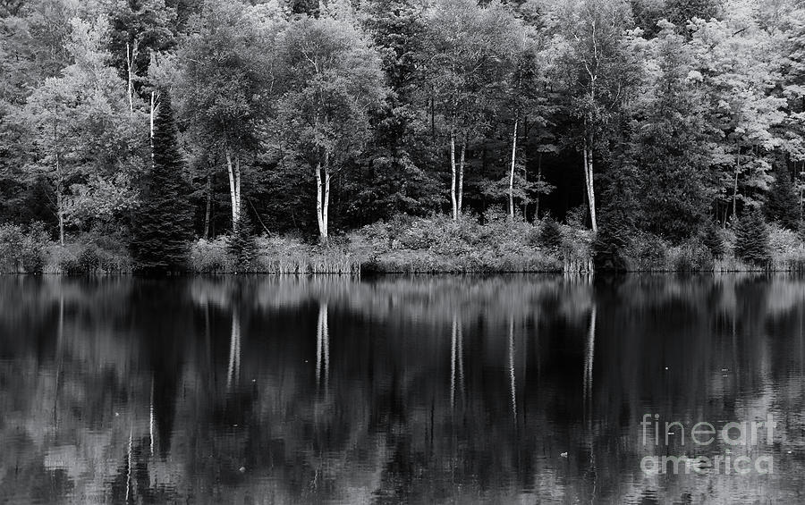 Autumn Song in Monochrome Photograph by Rachel Cohen