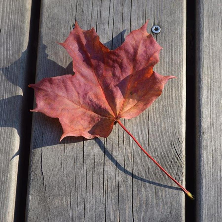 Nature Photograph - Ode to Autumn by Eve Tamminen
