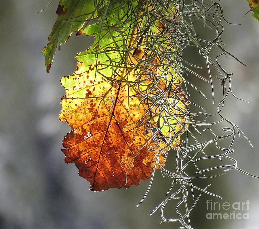Autumn Spanish Moss Photograph by Anita Adams