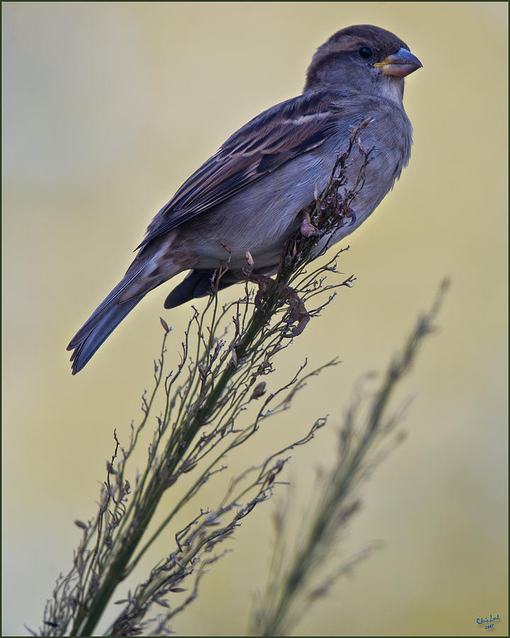 Autumn Sparrow Photograph by Chris Lord