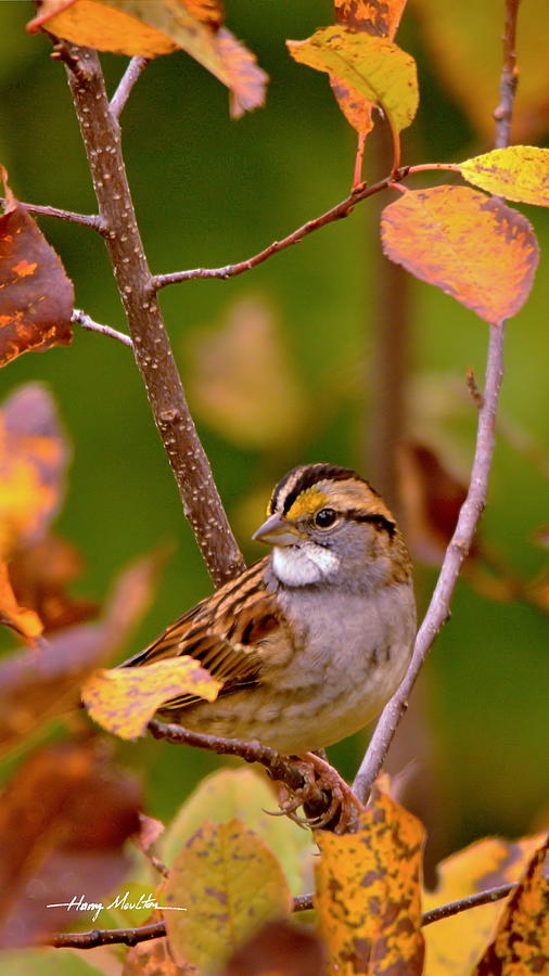 Autumn Sparrow Photograph by Harry Moulton