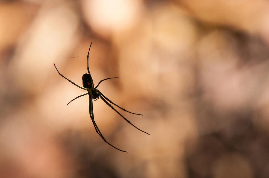 Autumn spider Photograph by Brian Green