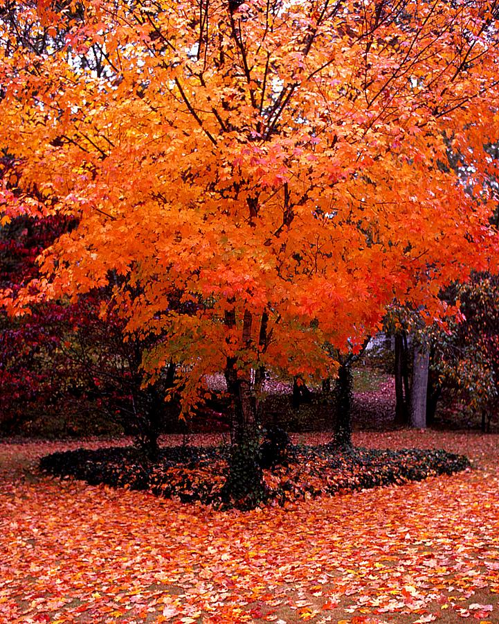 Autumn Spirits 1 Photograph by Rodney Lee Williams