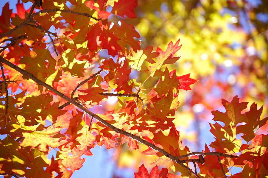 Autumn Splash Photograph by Peter Olsen - Fine Art America