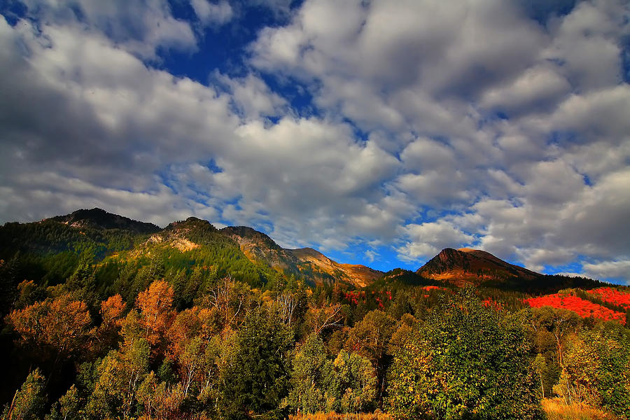 Autumn Splender Photograph by Mark Smith