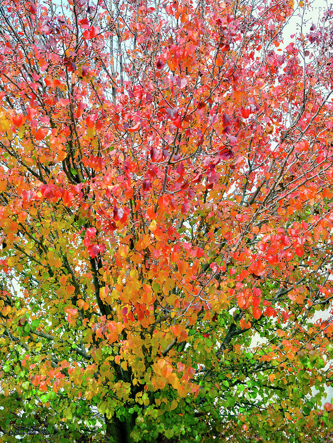 Autumn Splendor Photograph by Brian Tada