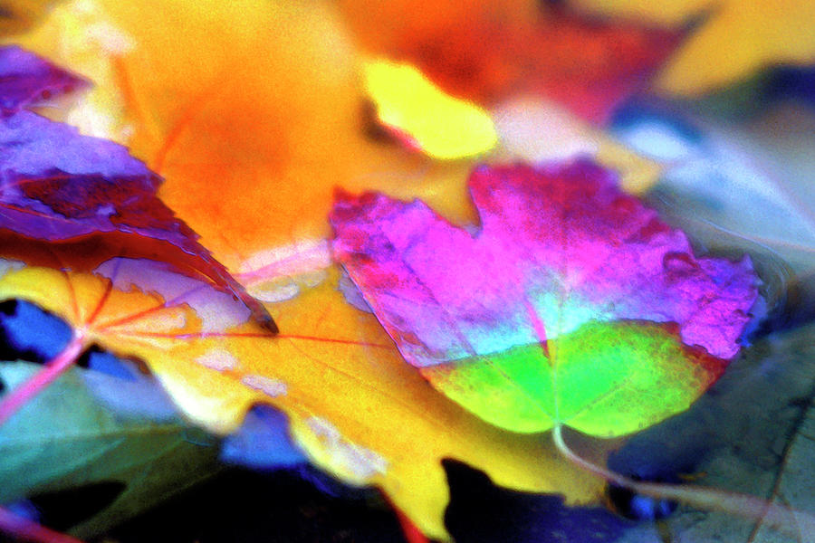 Autumn Splendor Photograph by Carole Gordon