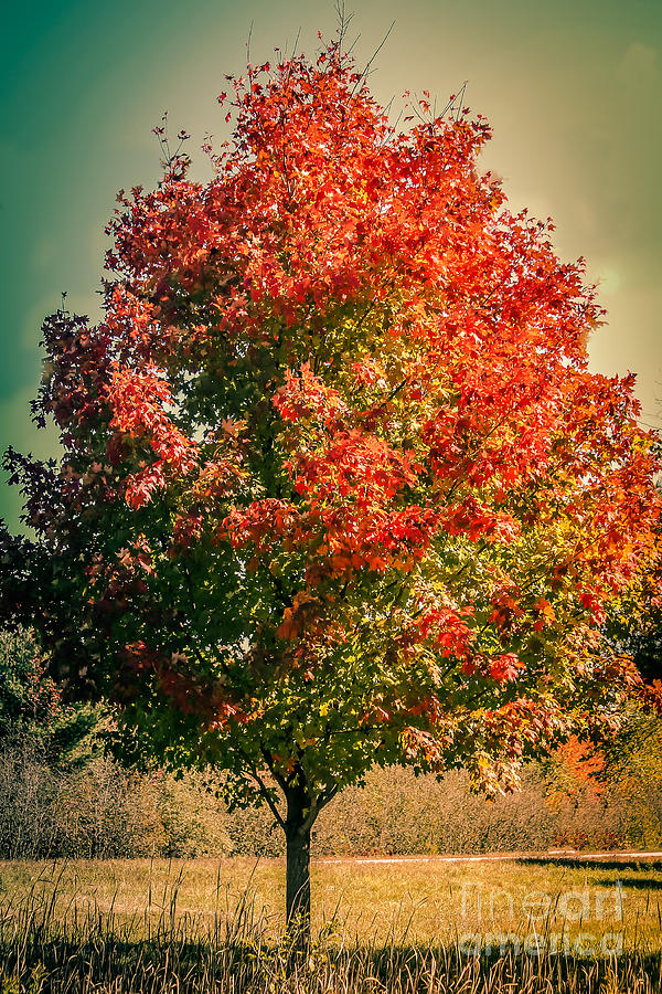 Autumn splendor Photograph by Claudia M Photography