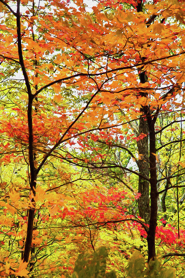 Autumn Splendor Fall Colors Leaves and Trees AP Painting by Dan Carmichael