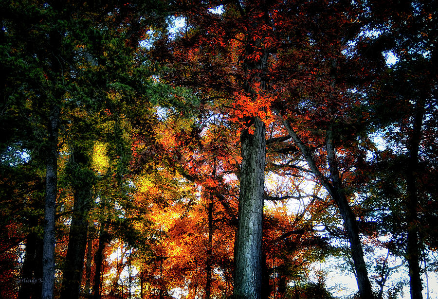Autumn Splendor Photograph by Gerlinde Keating