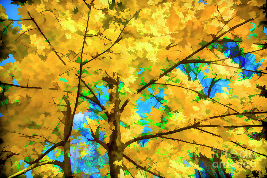 Autumn Splendor Photograph by Rick Bragan