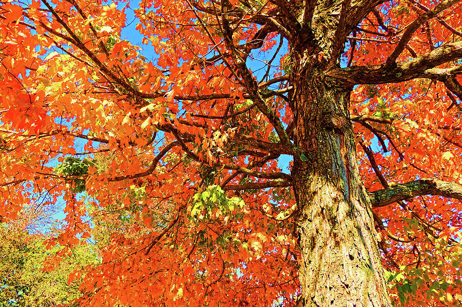 Fall Photograph - Autumn Splendor - Trees by HH Photography of Florida