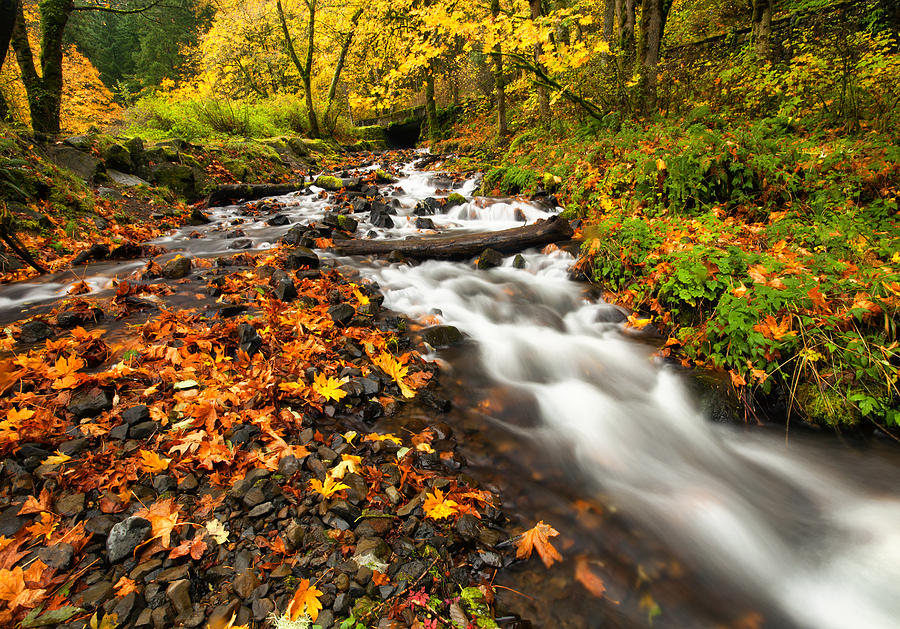 Autumn Split Photograph by Michael Dawson - Fine Art America