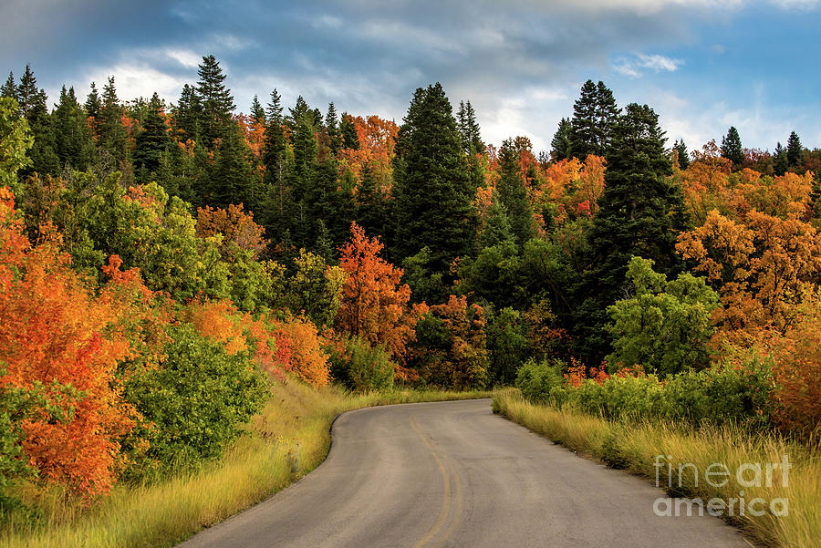 Autumn - Squaw Peak Road - Cascade Meadow Photograph by Gary Whitton