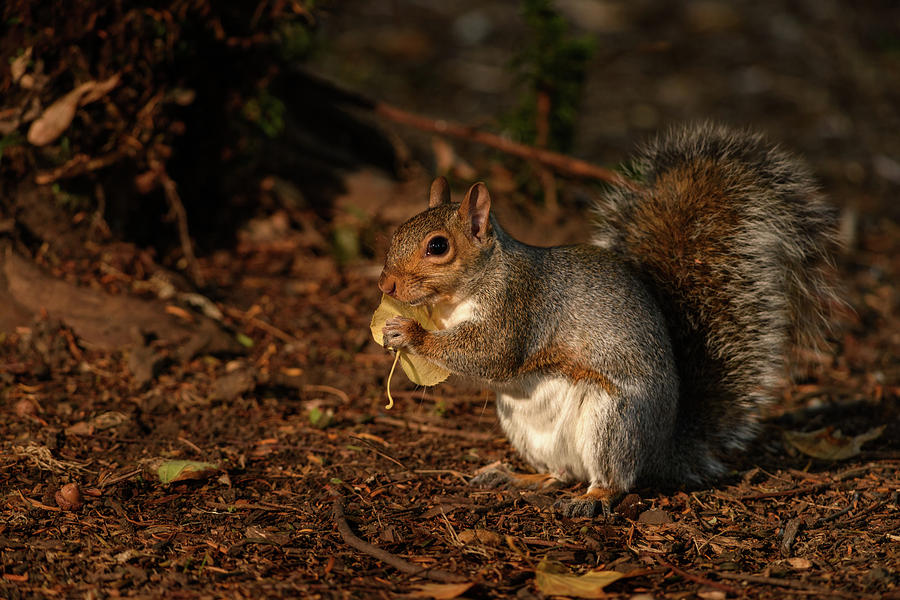 Autumn Squirrel 2 Photograph by Matt Malloy