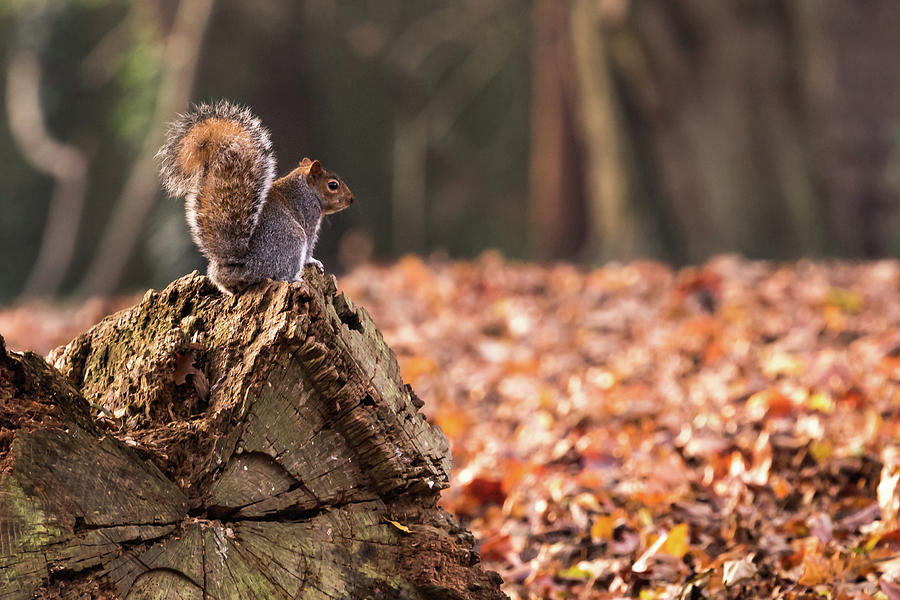 Autumn Squirrel 3 Photograph by Matt Malloy