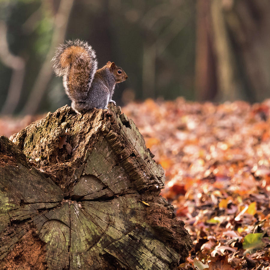 Autumn Squirrel 3 Square Photograph by Matt Malloy