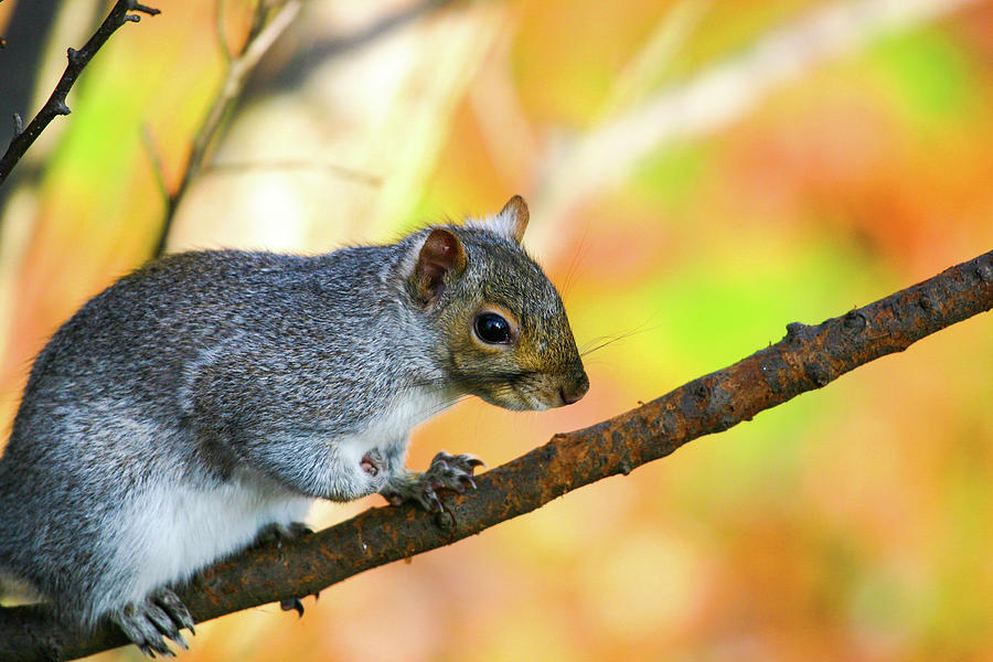 Autumn Squirrel Photograph by Karol Livote