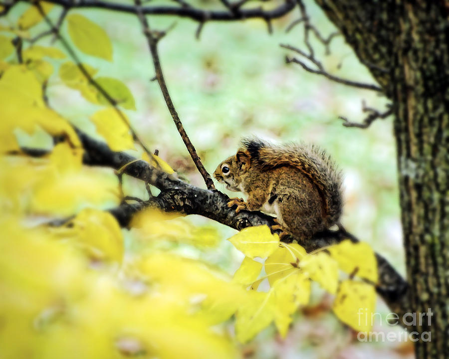 Autumn Squirrel Photograph by Kerri Farley
