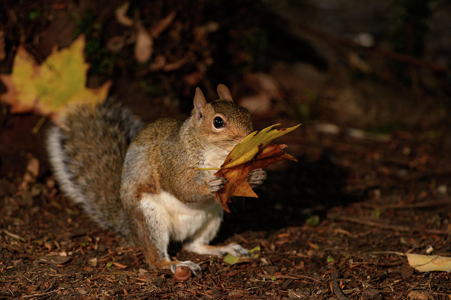 Autumn Squirrel Photograph by Matt Malloy