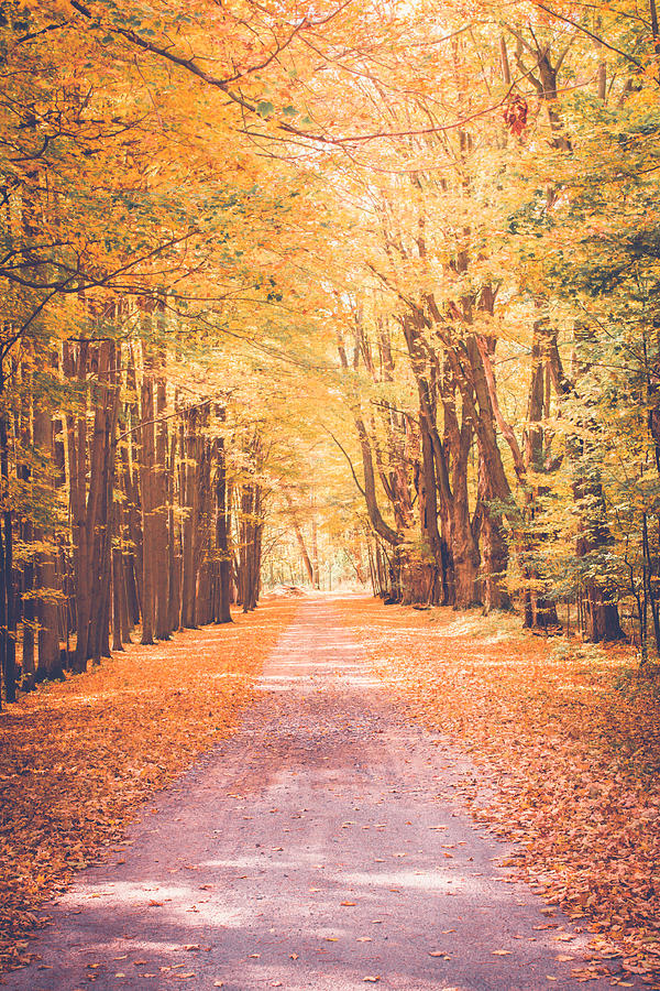Autumn Stroll Photograph by Sara Frank