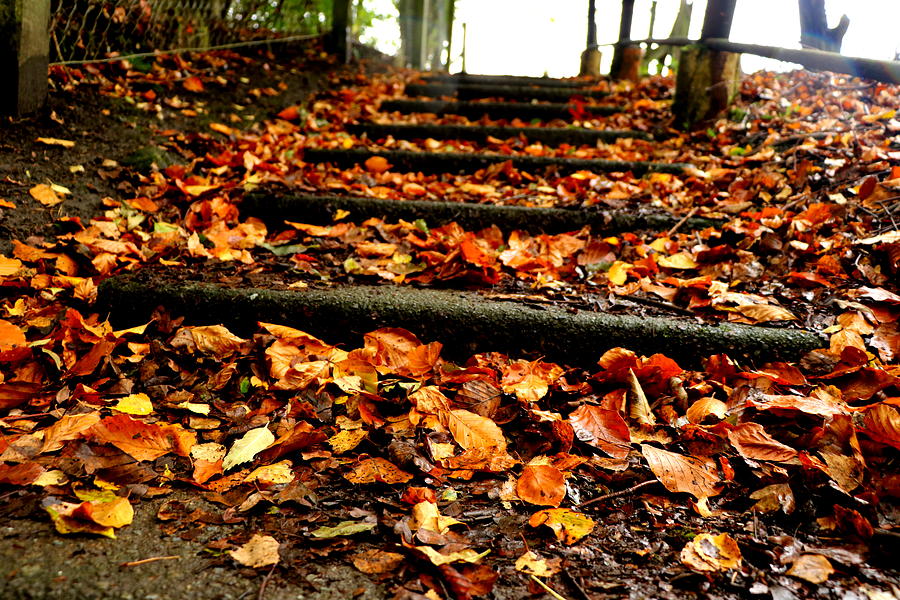 Autumn stairs Photograph by Lukasz Ryszka