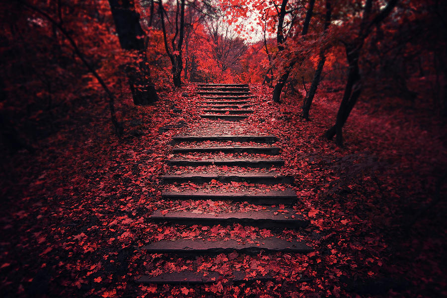 Fall Photograph - Autumn Stairs by Zoltan Toth