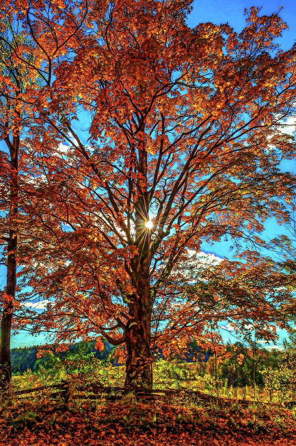 Autumn Star- Paint Photograph by Steve Harrington | Fine Art America