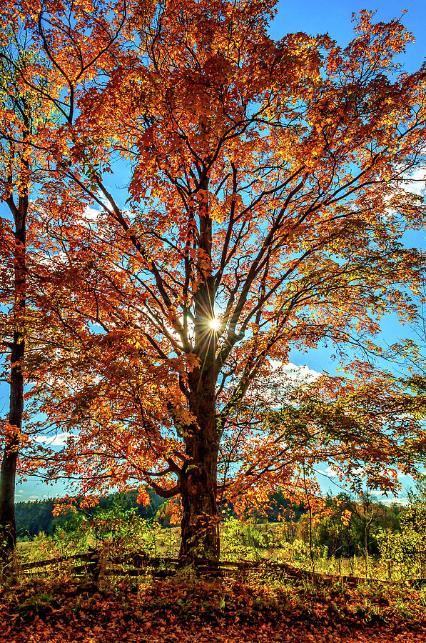 Autumn Star Photograph by Steve Harrington - Fine Art America