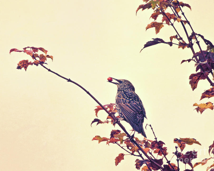 Autumn Starling with Berry Photograph by Kerri Farley