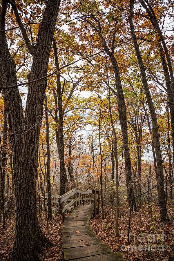 Autumn Steps John Latsch State Park Photograph by Kari Yearous