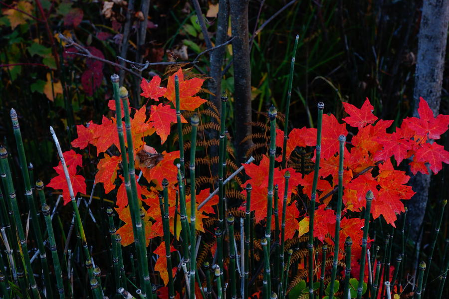 Autumn Photograph by Steven Clipperton