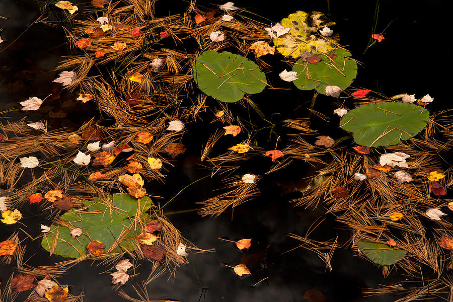 Autumn Still Life Photograph by Irwin Barrett