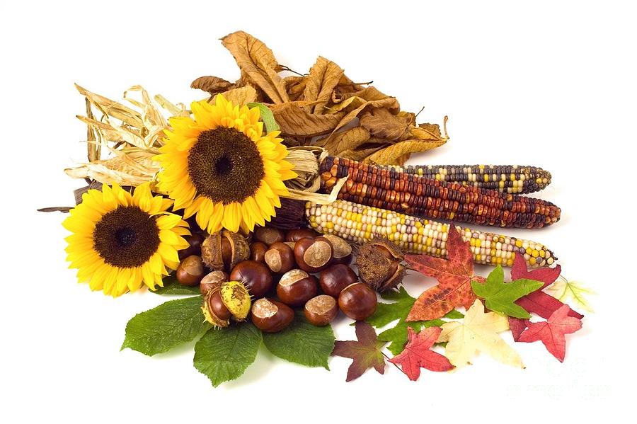 Autumn Still Life Sunflowers Corn Nuts Leafs Photograph by Vintage Collectables