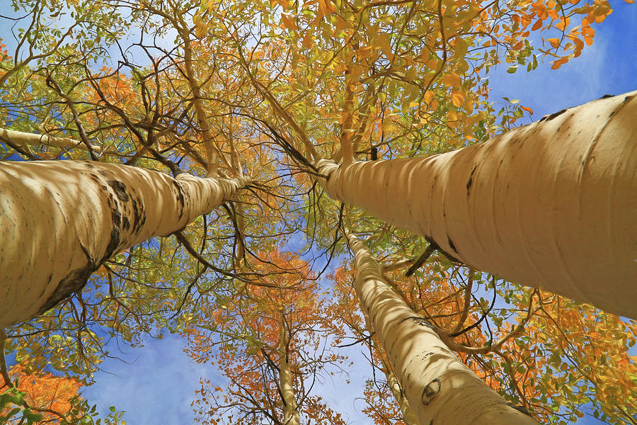 Tree Photograph - Autumn Straight Up by Donna Kennedy